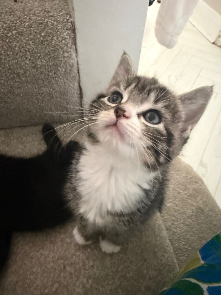 5 Beautiful Kitten 🐾 £120- £200