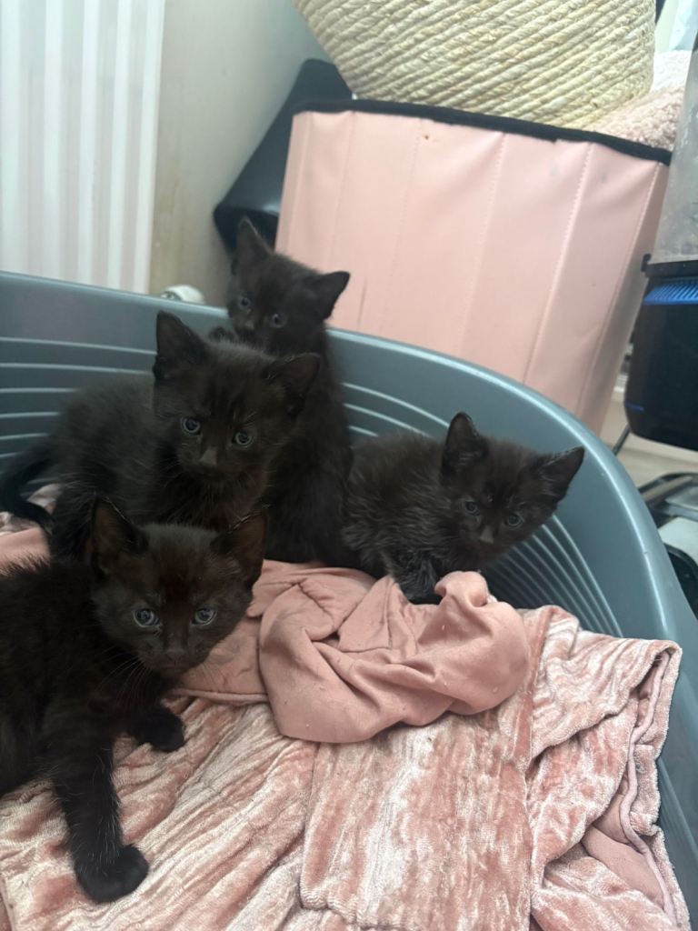 Kittens 