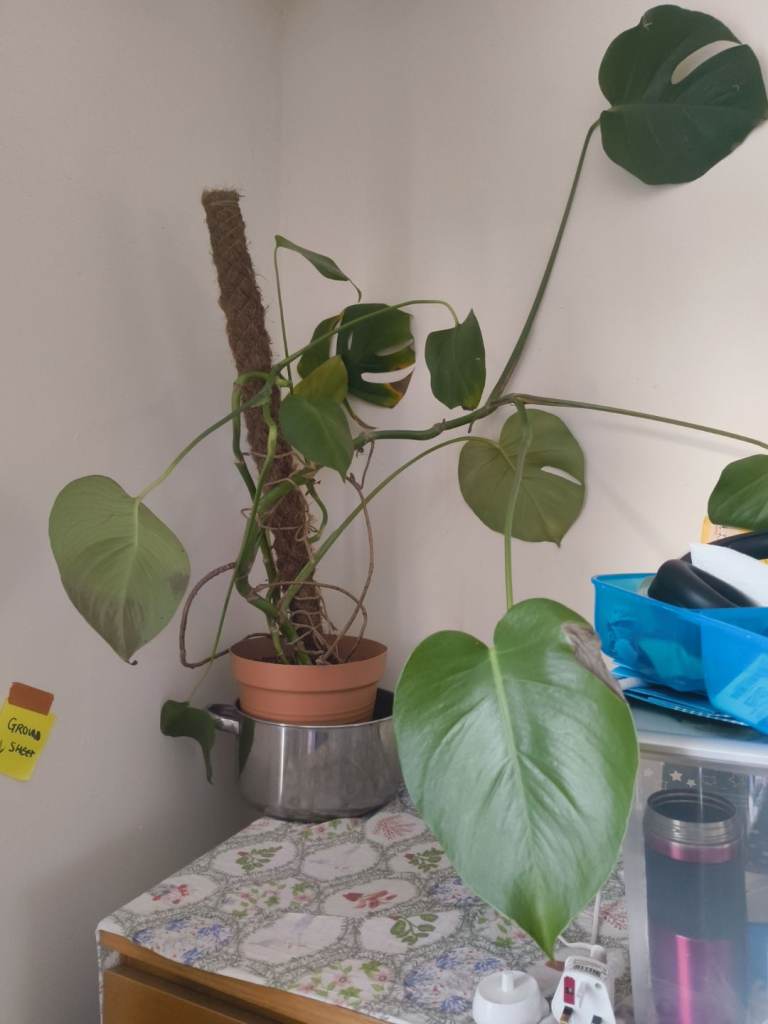Free MONSTERA (rehab required) Collection BS7 filton