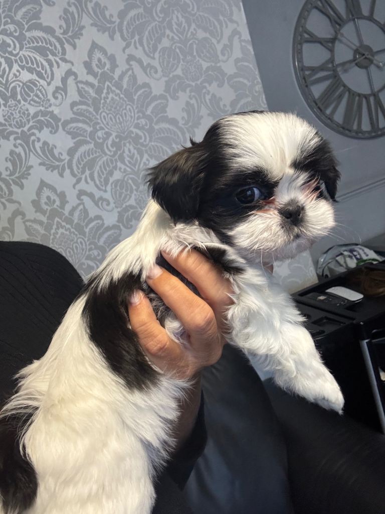 Shihtzu puppies 
