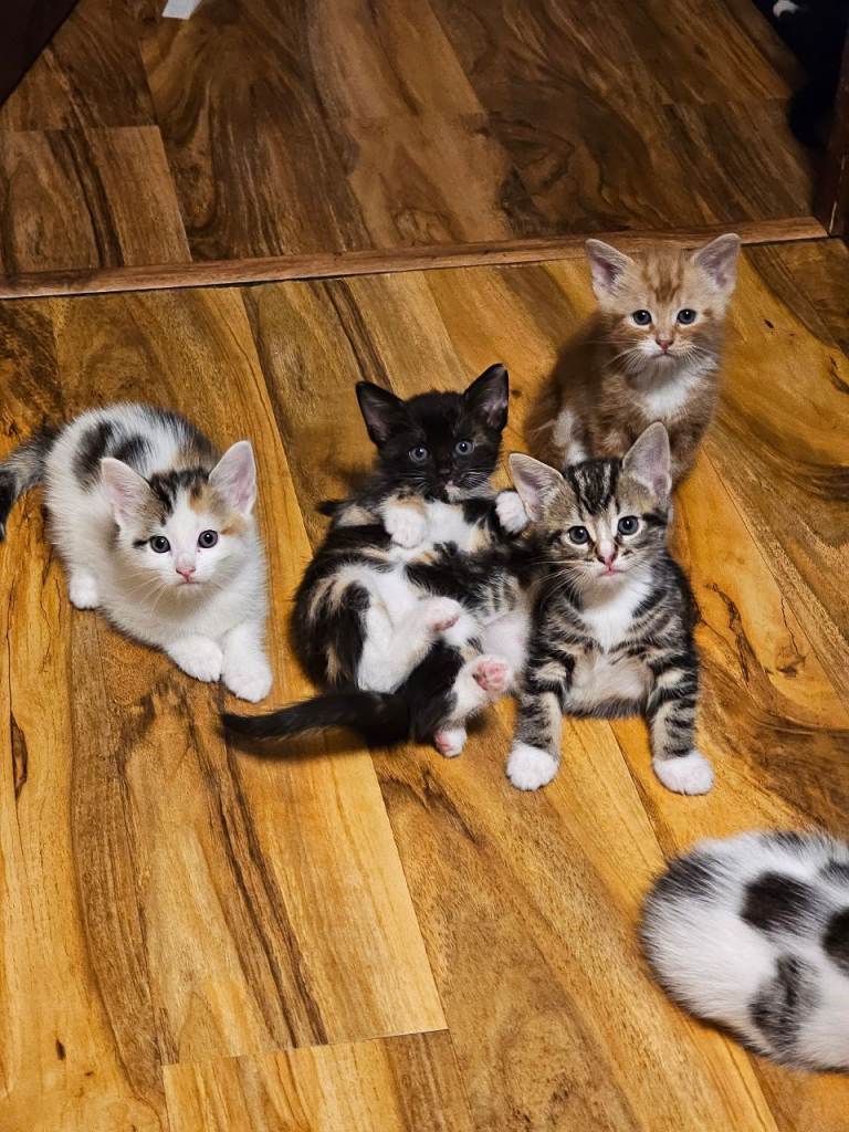 Beautiful Kittens for Sale – 2 Boys & 4 Girls