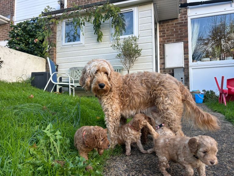 Cockapoo Puppys 