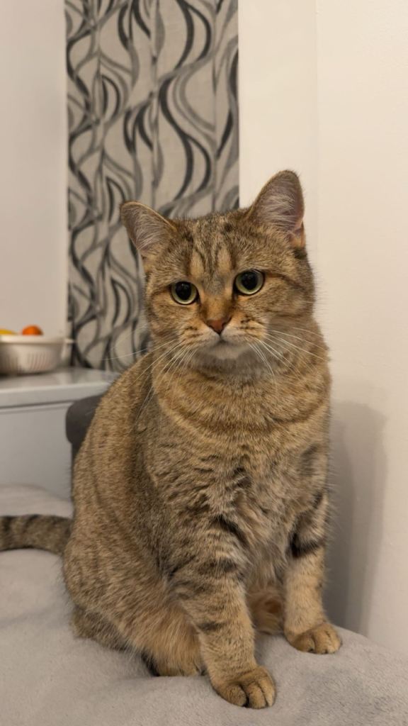 Both cats for adoption. British short hair and Maine Coon