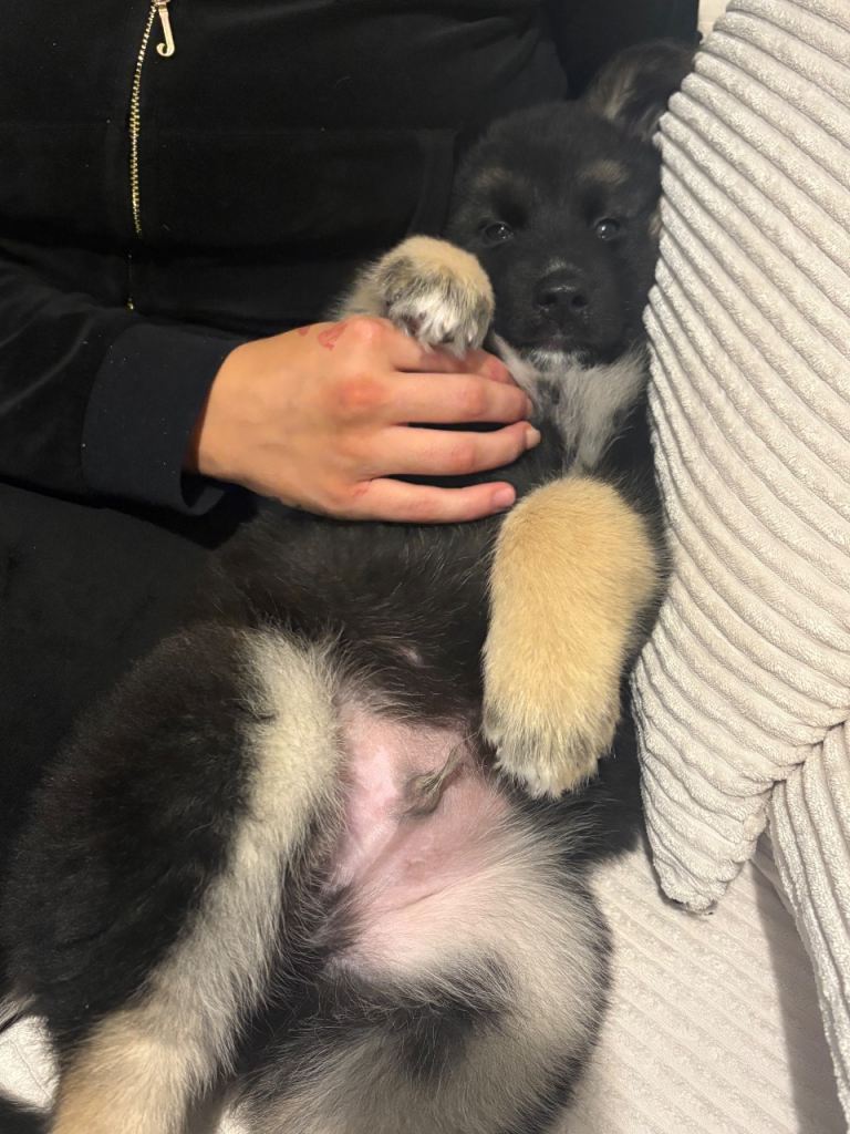 German shepherd/ husky puppy 