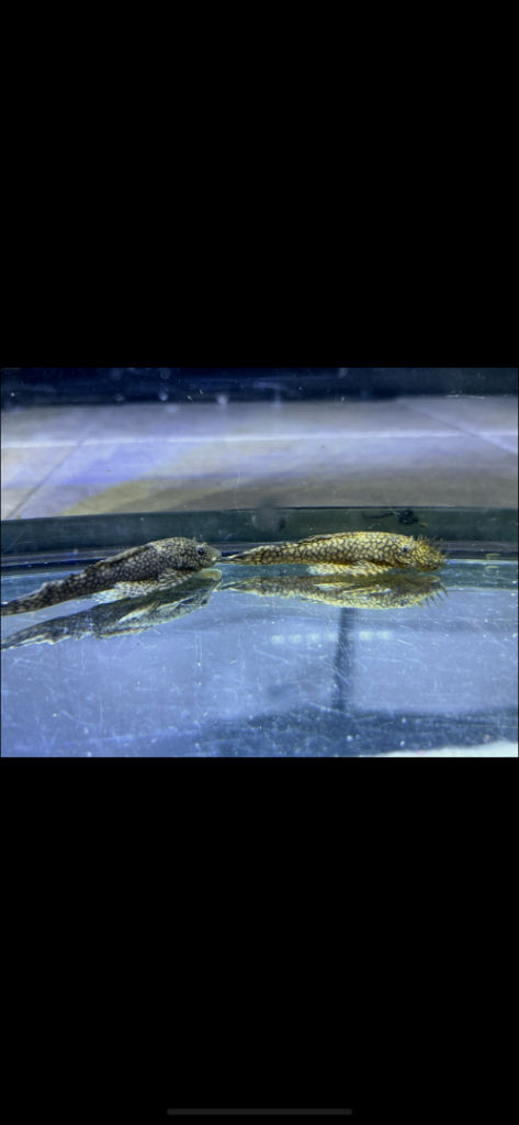 Plecs, Malawi & Community Fish 