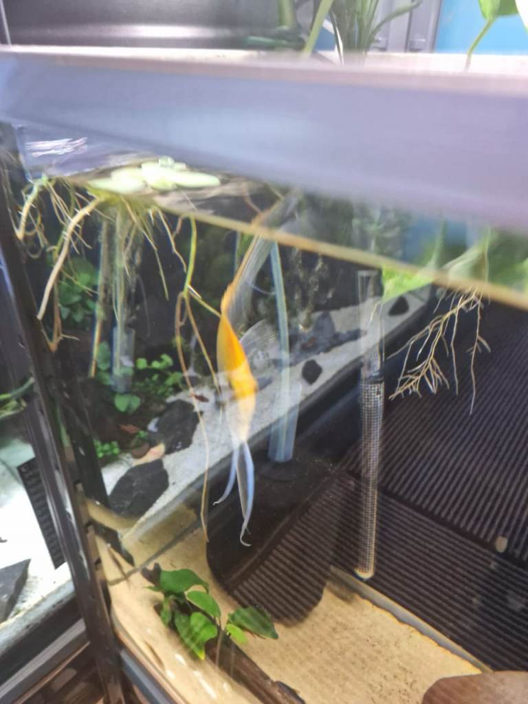 Selling adult and baby angel fish