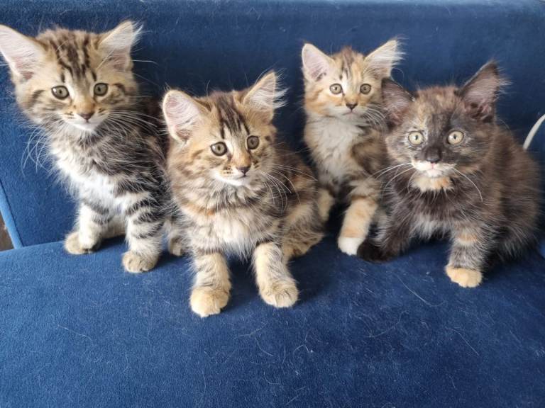 Kittens for sale 
