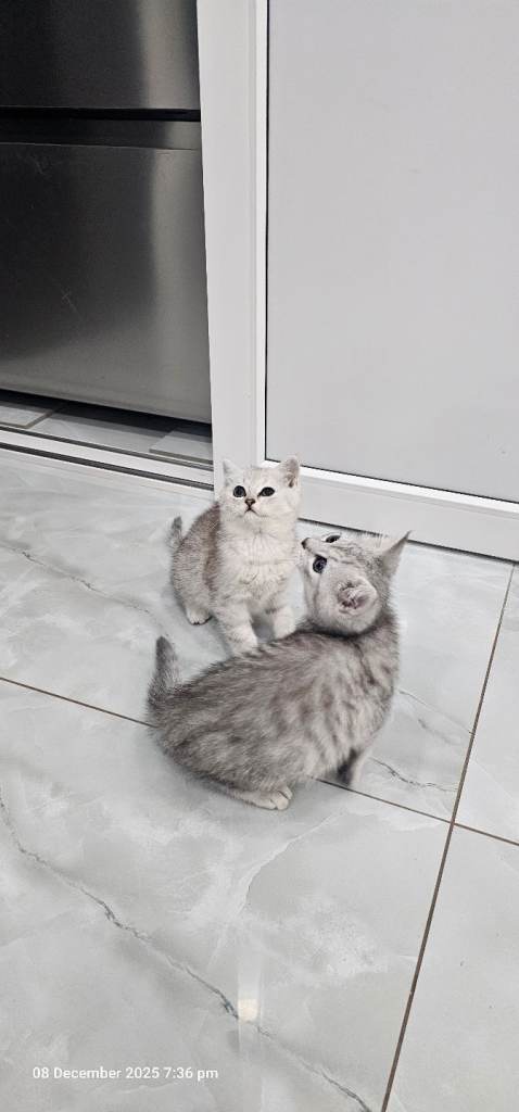 kittens 2 lovely girl available for new house 