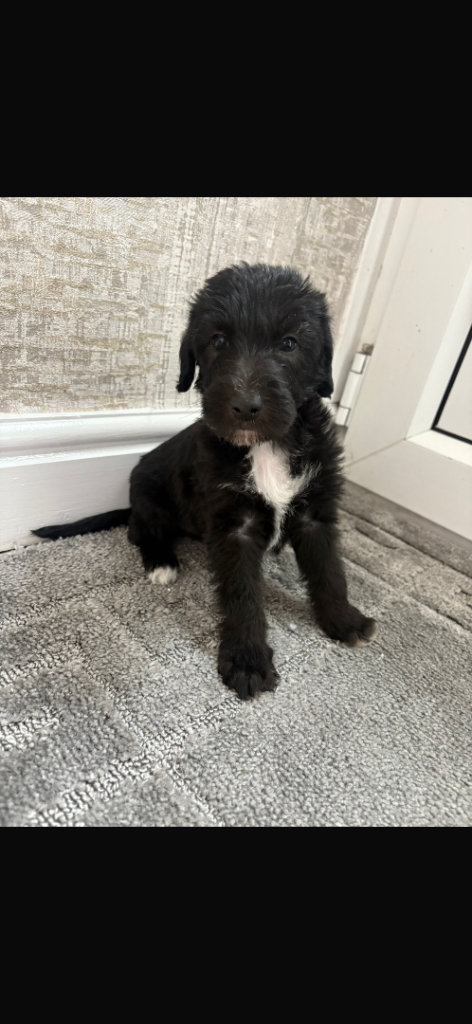 Bedlington Whippet