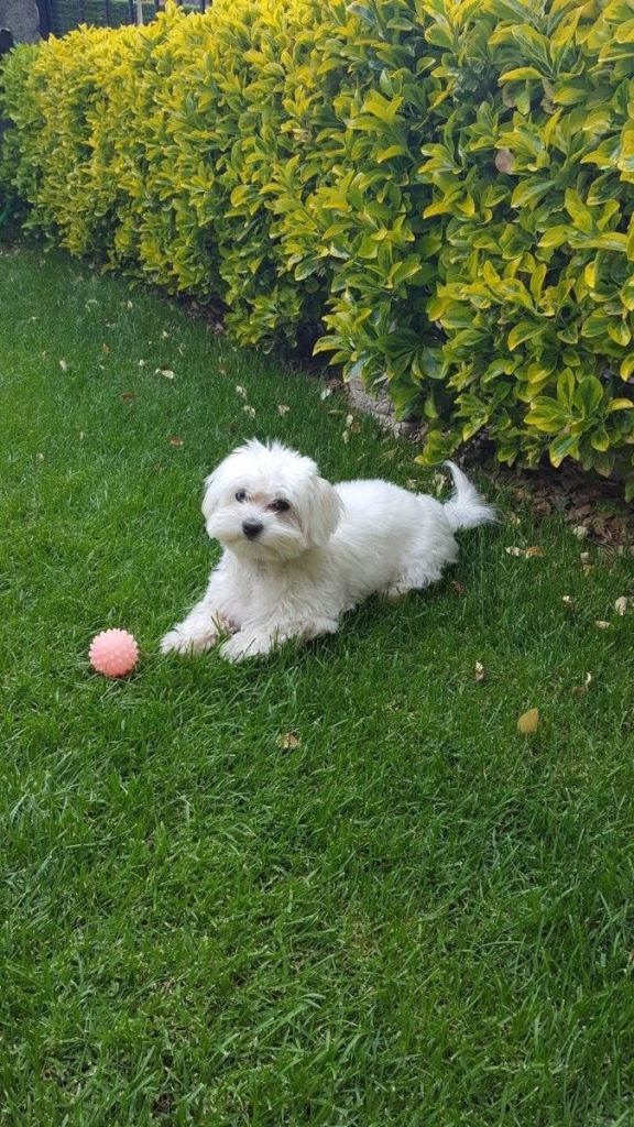 🐶 6-Month-Old Maltese Puppy – £450