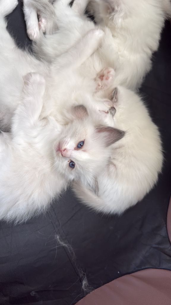 Ragdoll and Siamese Mix Kittens - Newborns, 1 boy, 3 girls 