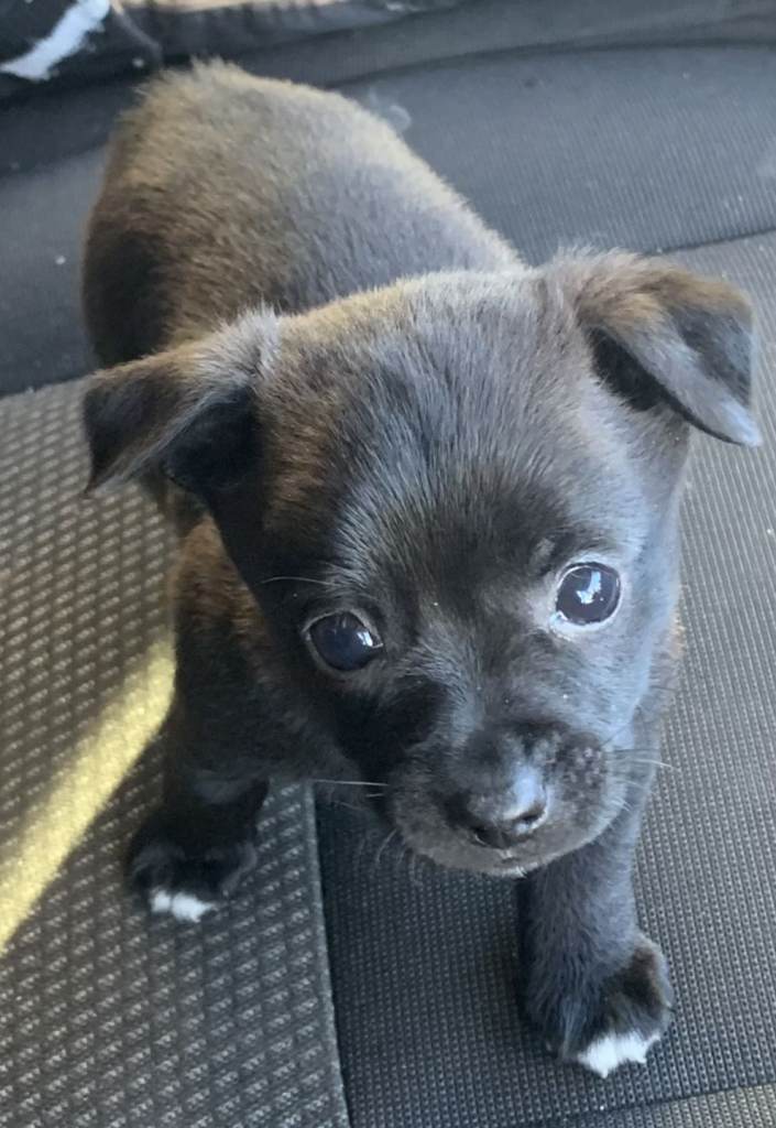 puppy 8 weeks old 