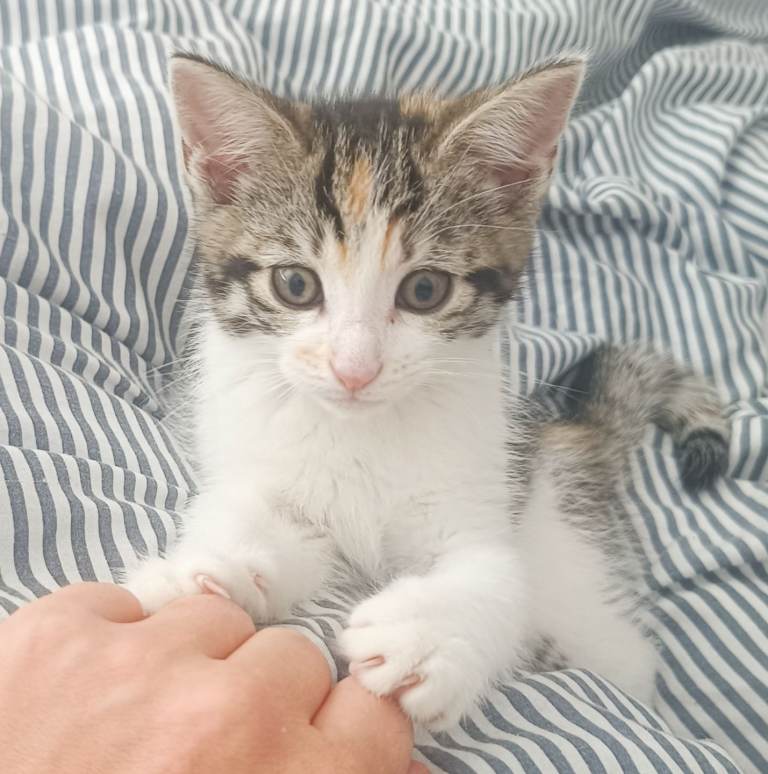 Female kitten