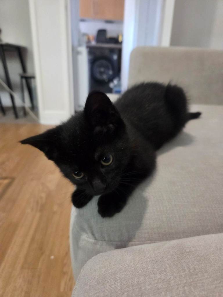 Kitten 