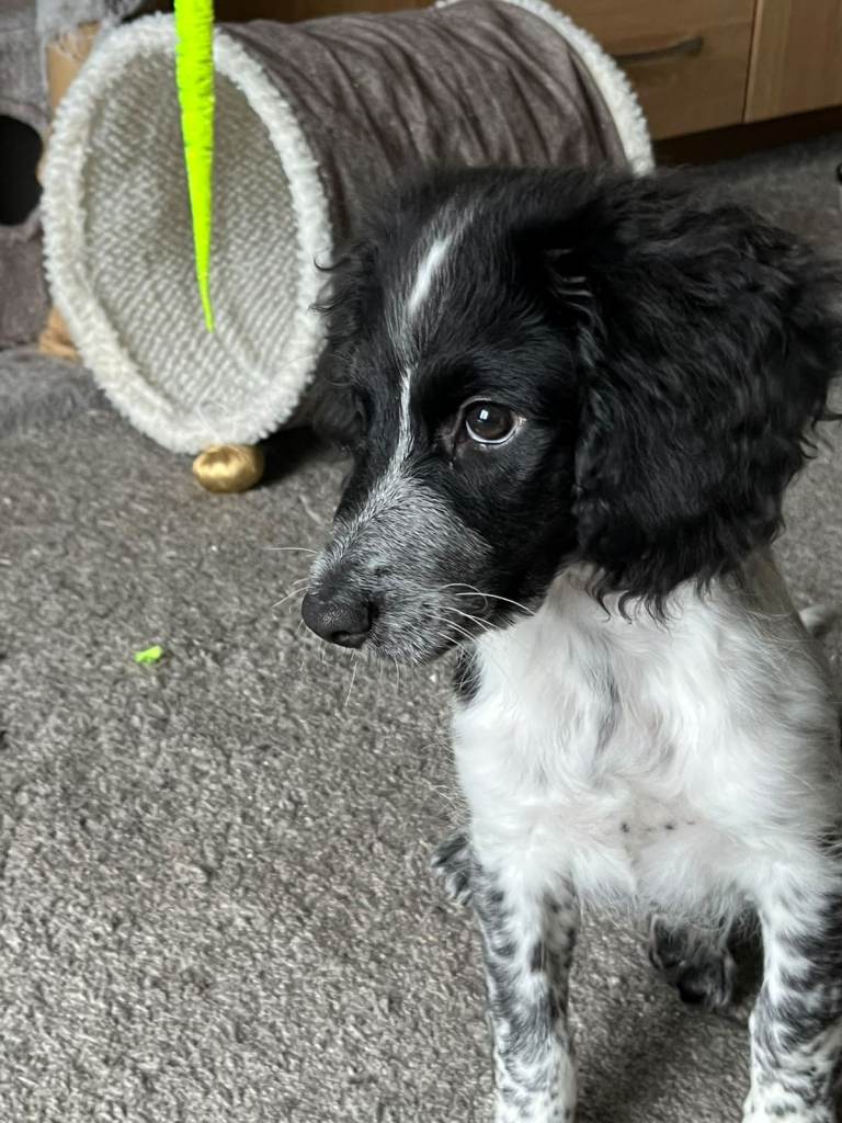 Puppy needs rehoming due to unforeseen circumstances