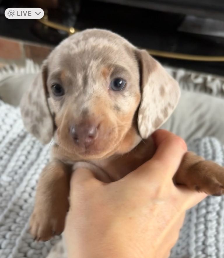 Miniature dachshunds puppies 