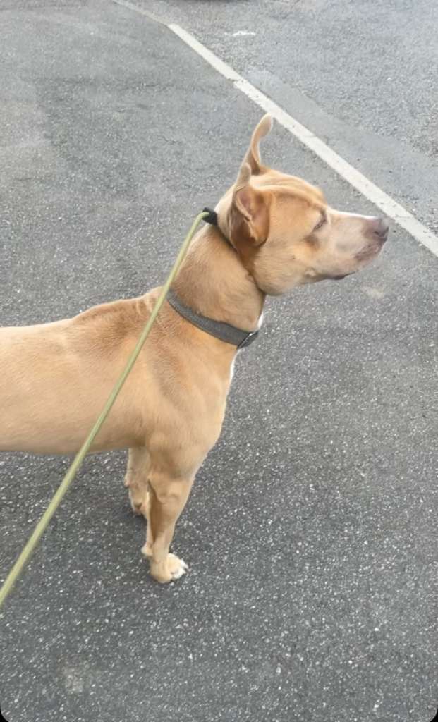 American Staff mix dog for sale