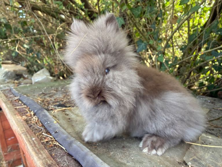 Last lil lionhead baby boy