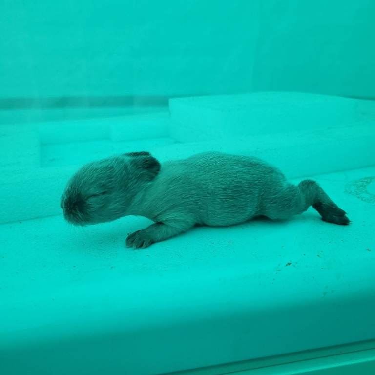 Netherlands dwarf  & mini lop 