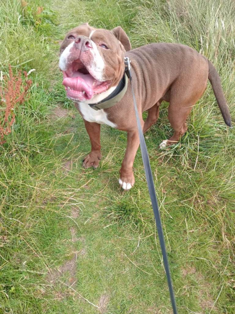 Olde English bulldog 
