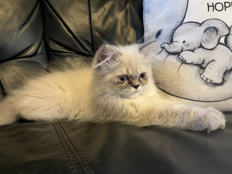 Ready now - Super affectionate Persian kitten (M). 