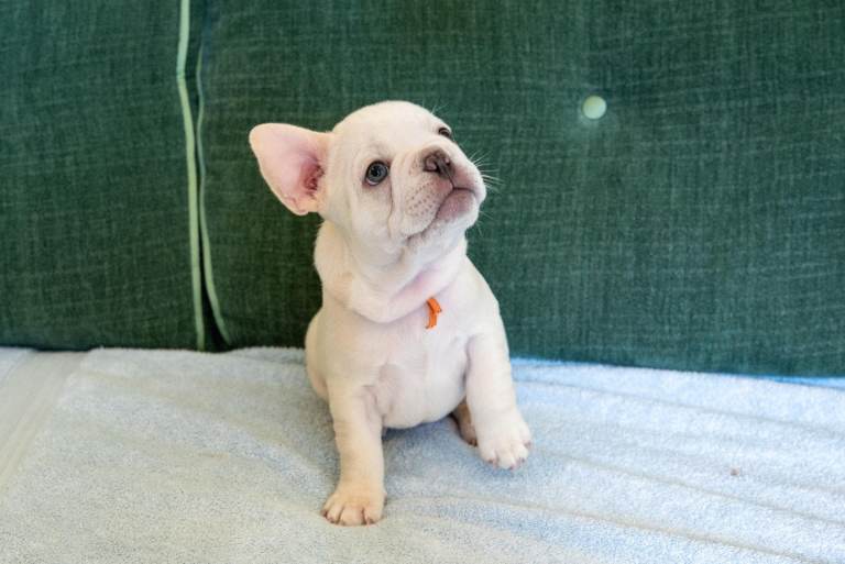 Cream French bulldog  puppies-Dad 3rd Generation KC reg/mum 5- panel clear 