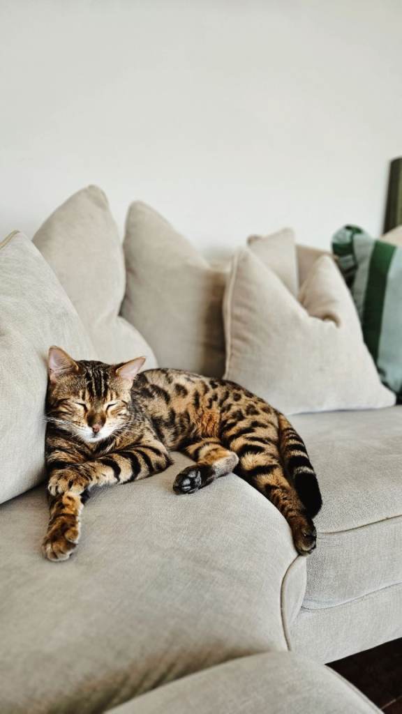 Gorgeous, Playful Bengal Milo Looking for His Forever Home