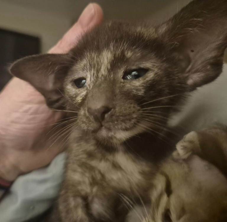 Pedigree Oriental kittens 