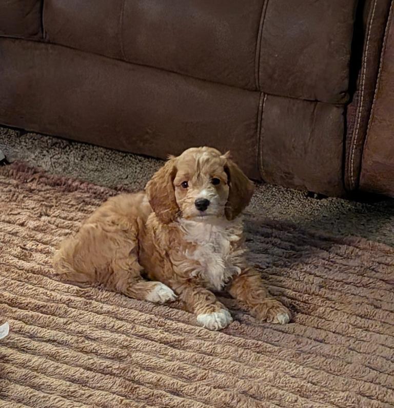 READY NOW  F1b Toy Cockapoo 