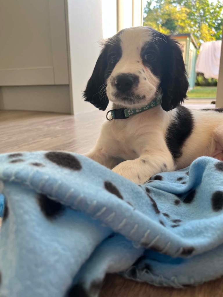 Puppy needs a new home 