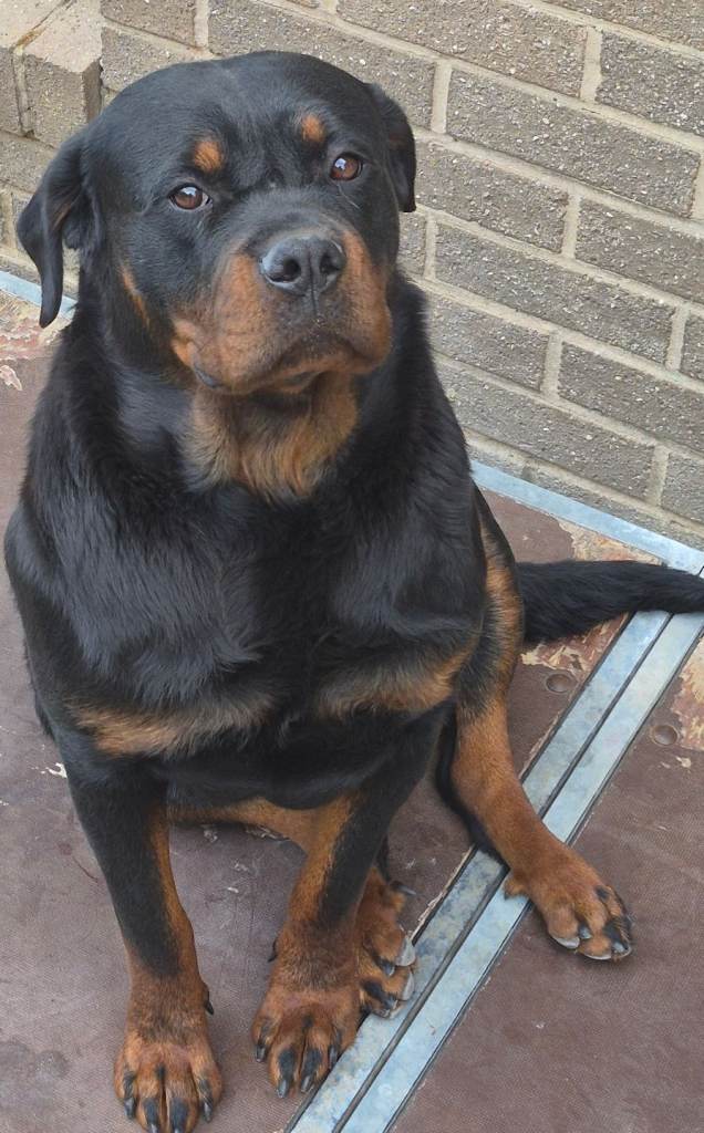 Female rottweiller for sale
