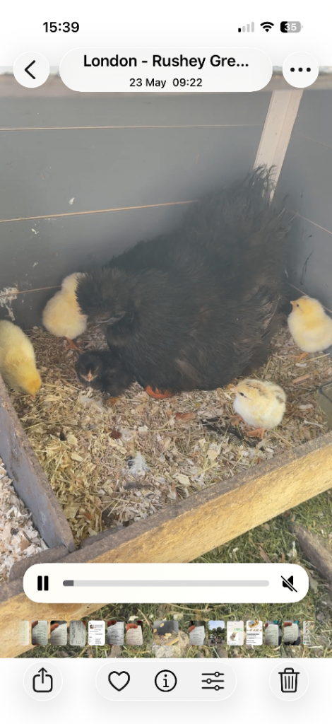 Chicks chicken for sale 