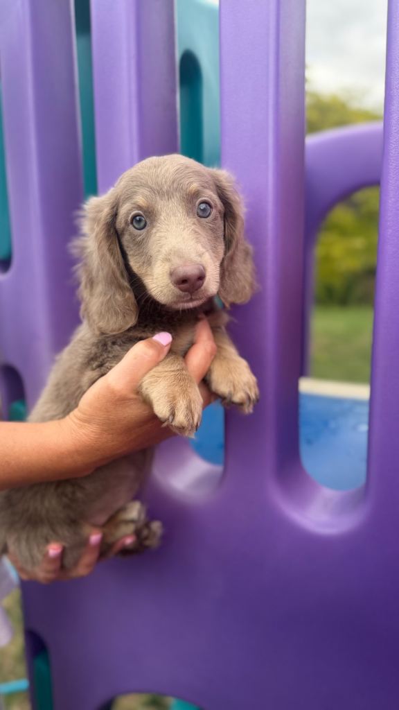 Miniature Dachsund Boys