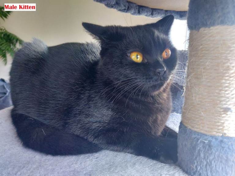 2 kittens are looking for a new home - mom British Shorthair