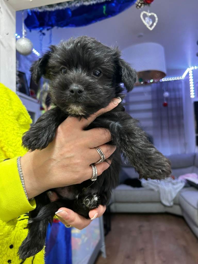 5 yorkshire terriers puppies for sale 