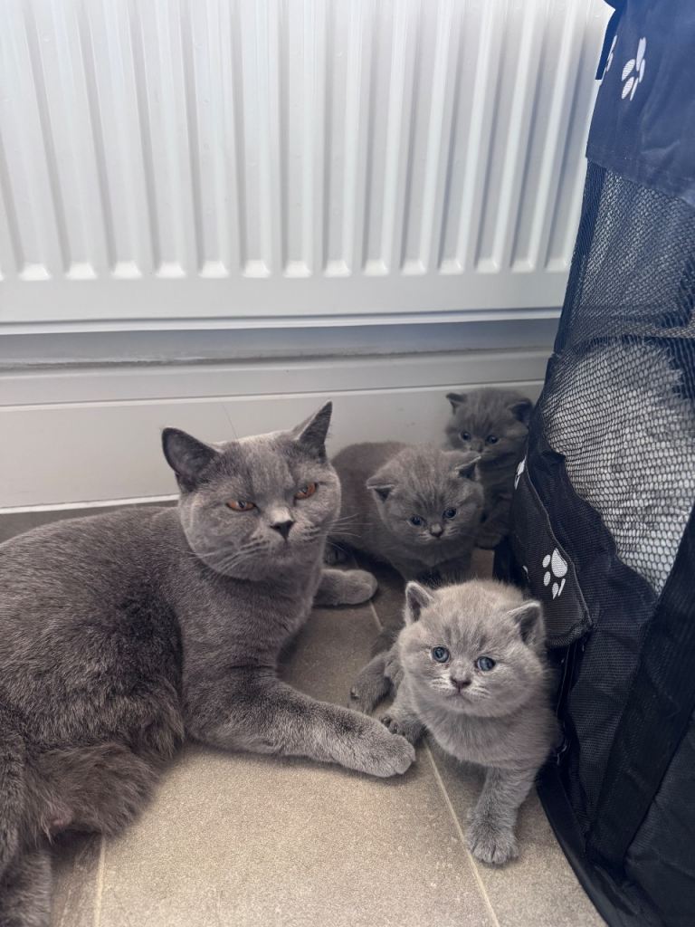 British short hair kittens 