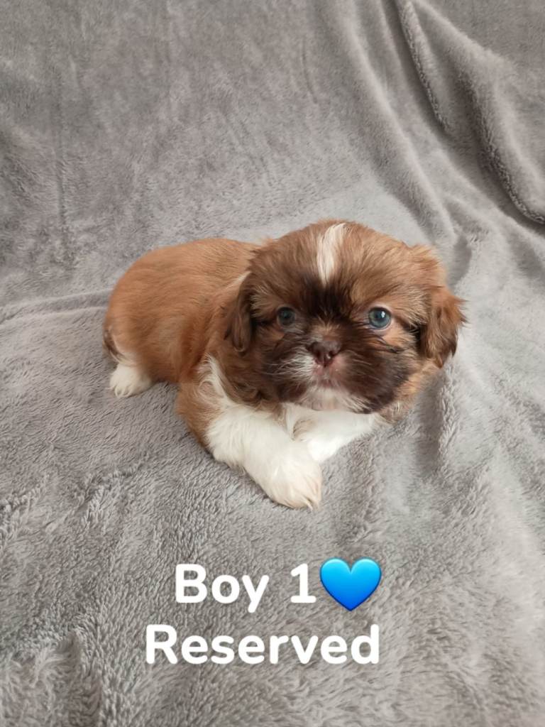 🐶shih tzu puppies 🐶