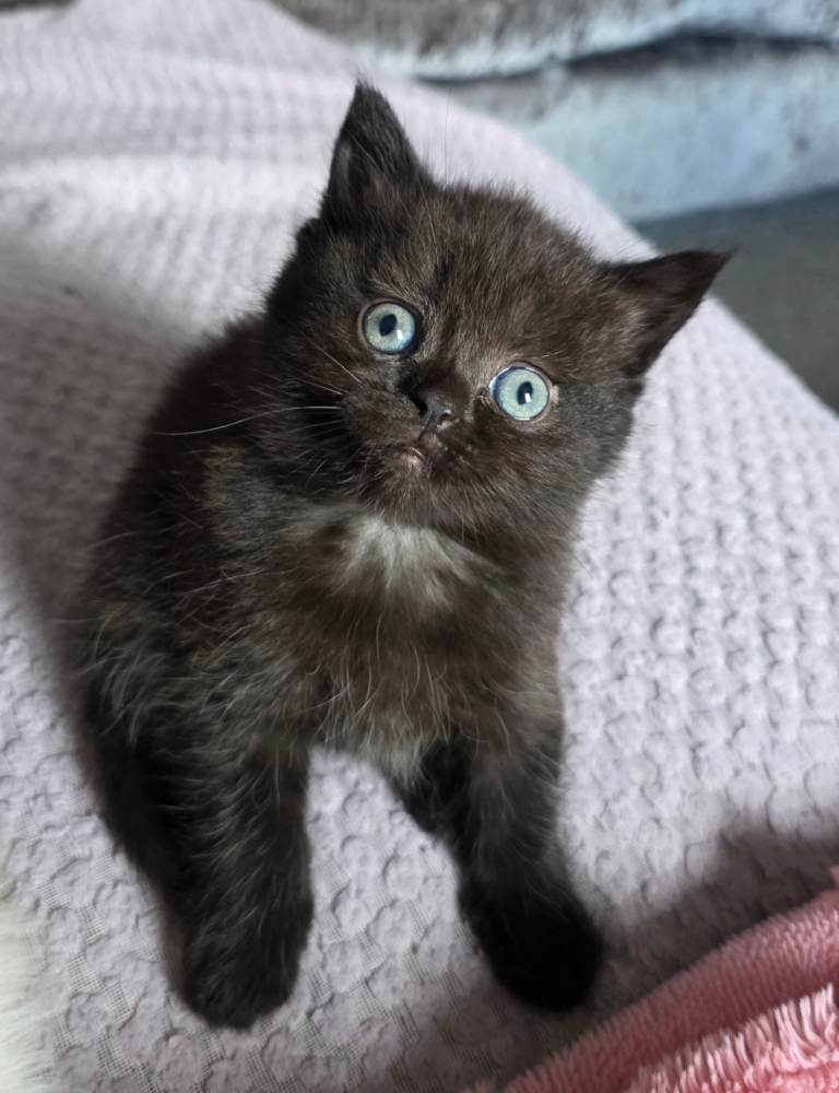 BEAUTIFUL BRITISH SHORTHAIR CROSS KITTEN