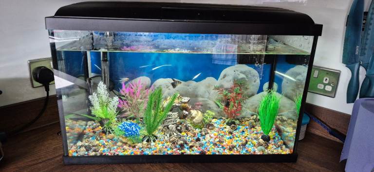 55 litre fishtank