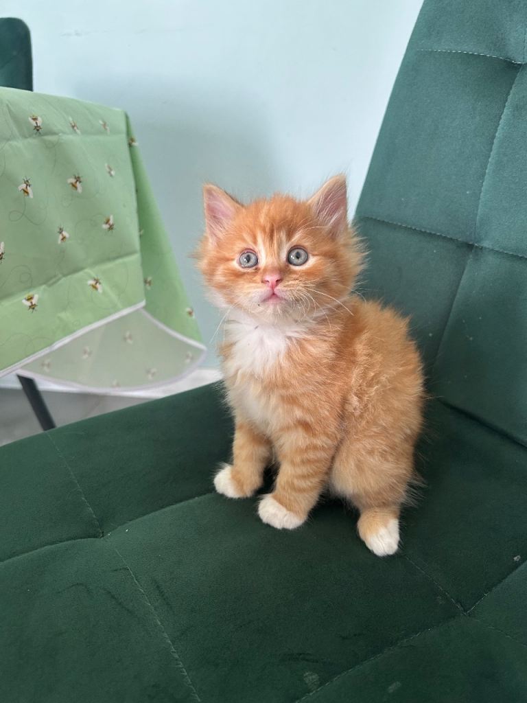 Gorgeous kittens 