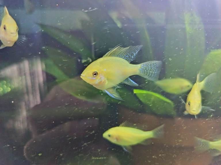 Golden German ram cichlids 🎉 Special offer 10 for £25 🎉 