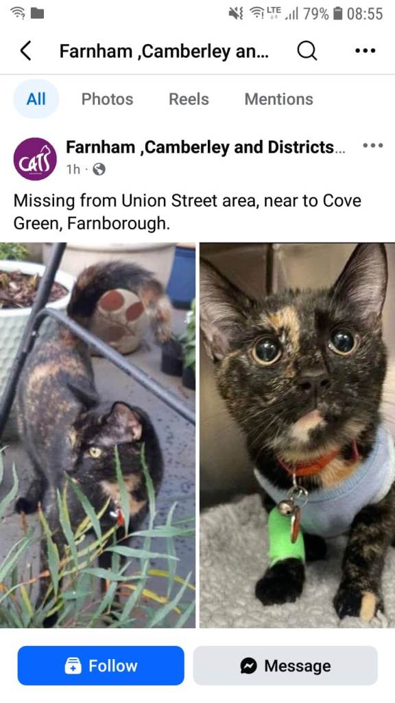 Missing cat may be up for resale