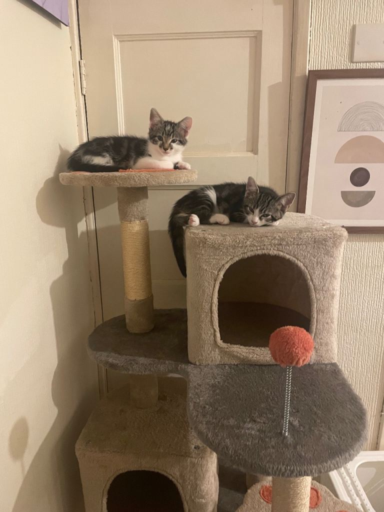 Kitten 