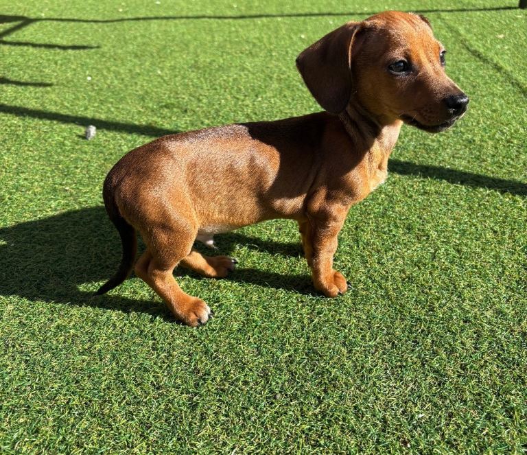 16 week male dachshund 