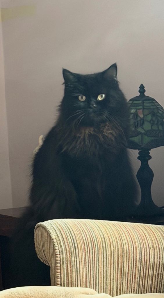 Stunning Black Long Haired Boy - Teddy 🖤