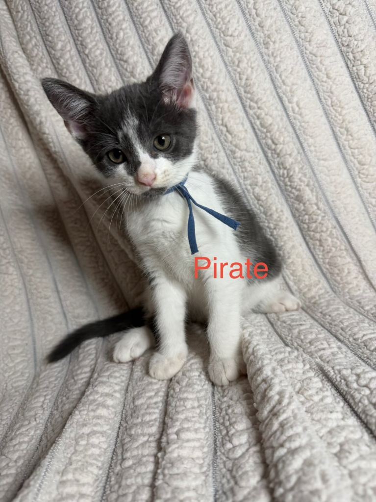  🐾 Last 4 Female Kittens Looking for Their Forever Homes 🐾