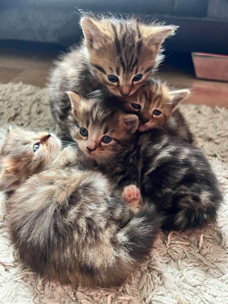 Beautiful, Friendly & Super Playful Kittens – 8 Weeks Old 