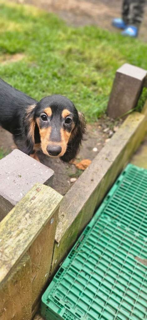 2 KC longhaired  miniature boys 🩵🩵ready to leave 