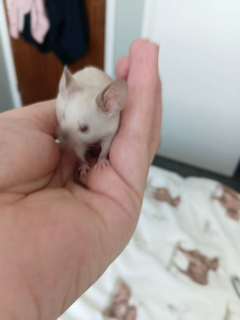 Baby Siamese mice looking for good homes 