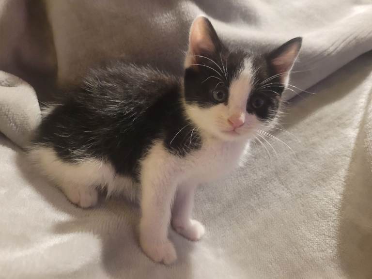 Mix fur kittens 